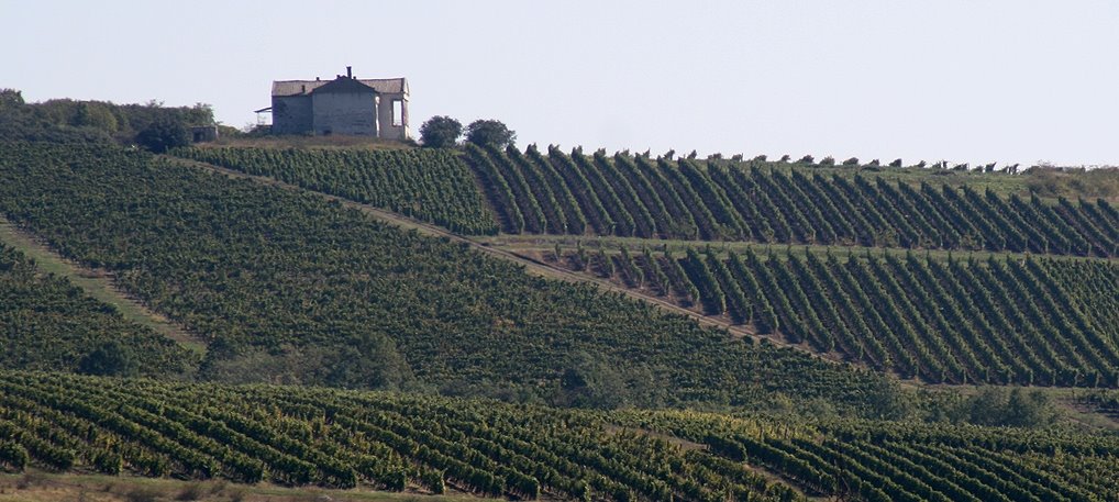 Image of Weingut in Ungarn, in der Berühmten Tokaj