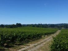 Image of Rare Green Valley AVA Vineyard & Winery