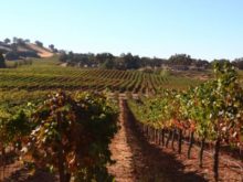 Image of Villa Toscano – Profitable Shenandoah Valley Winery Estate
