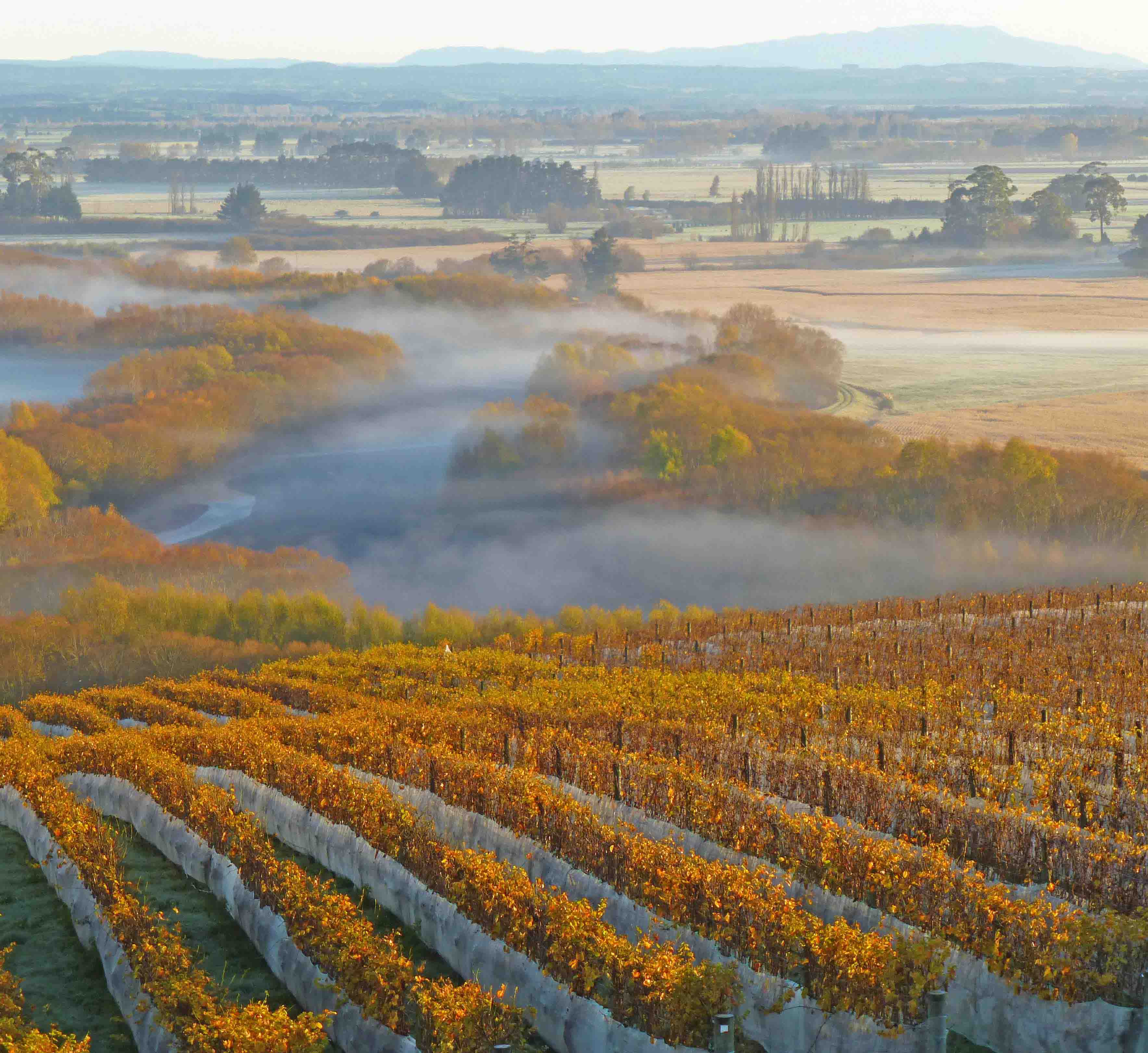 Image of Limestone Vineyard, Winery & Venue in New Zealand