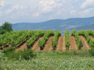 Image of Vineyard for sale in Southern Bulgaria