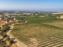 Image of 320+/- acre legacy-vineyard property