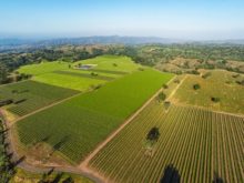Image of Central Coast Winery, Brand + Vineyards