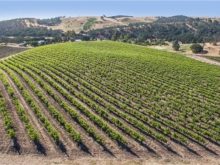 Image of Paso Robles 23+ acre Vineyard Property