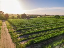 Image of Paso Robles 130 acres Vineyard for Sale
