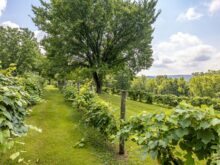 Image of First Vineyard for Sale